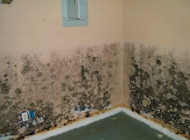 Mold